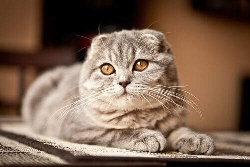 Scottish fold