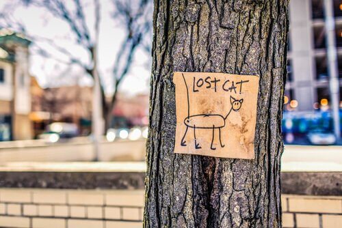 Placa com desenho de gato perdido