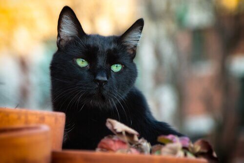 Gato preto de olhos verdes