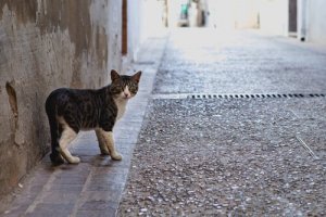 Por que os gatos saem e voltam para casa?