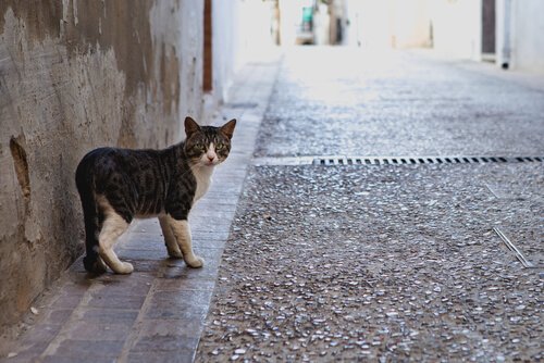Por que os gatos saem e voltam para casa?