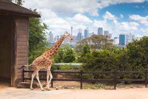 Qual é a altura de uma girafa?