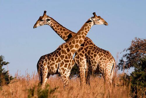 espécies de girafas