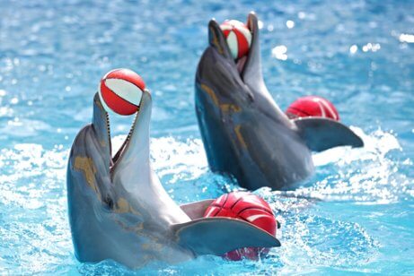 Golfinhos treinados