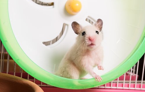 4 espécies de roedores que podem ser animais de estimação