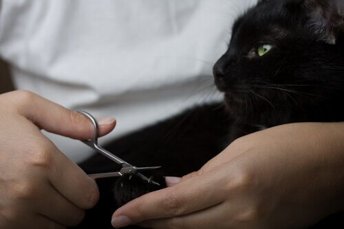 Como cortar as unhas de um gato
