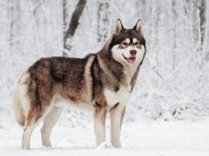 5 raças de cães nórdicos: saiba mais aqui!