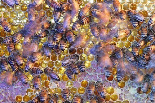 Abelhas produzindo mel