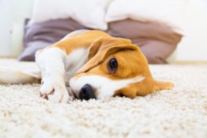 Infecção do trato urinário em cães: causas e tratamento
