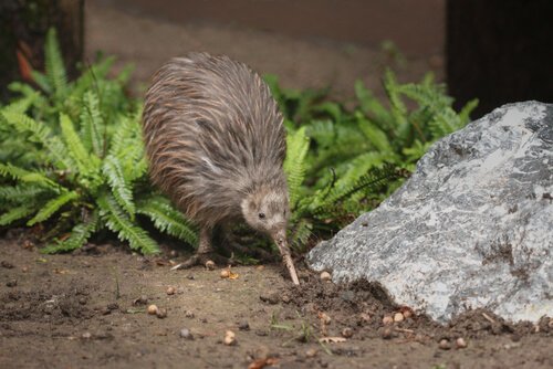 kiwi foi salvo da extinção, saiba mais sobre esse pássaro