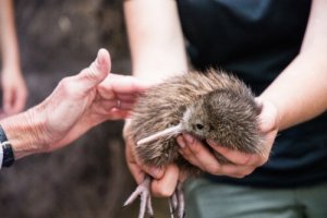 O kiwi foi salvo da extinção