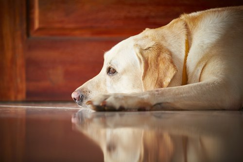 Cão Labrador