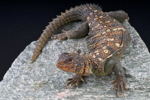 Lagarto de cauda espinhosa