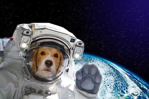 Laika, a cadela astronauta
