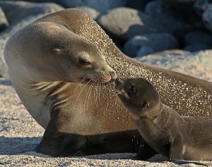 Vídeo emocionante prova que os animais também têm família