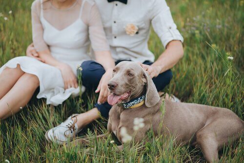 Animais de estimação em casamento