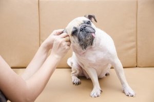Como limpar os ouvidos de um cão: dicas importantes!