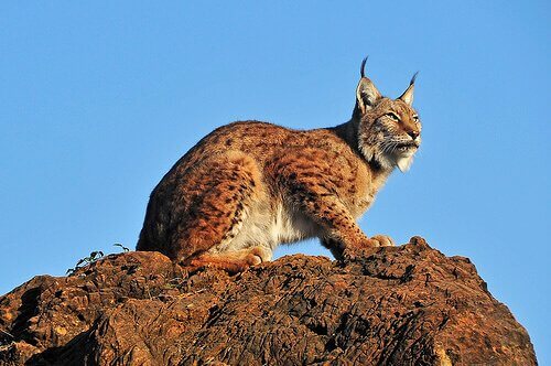 lince da Península Ibérica