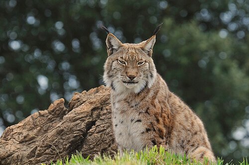 lince da Península Ibérica