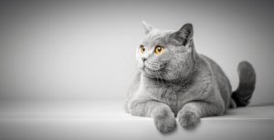 Linguagem corporal dos gatos