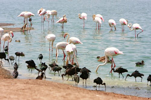 flamingos em um lago