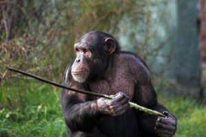 Os chimpanzés com lança de Fongoli