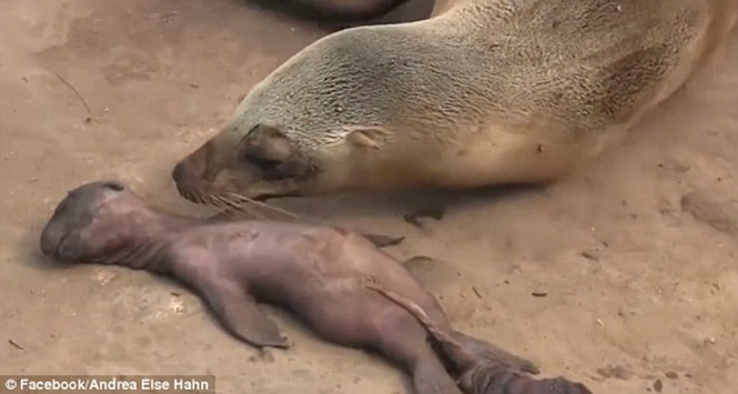 Fêmea de leão marinho sofrendo pela perda de seu filhote