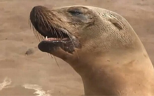 Fêmea de leão-marinho chorando