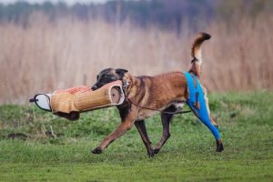 Treinamento profissional do pastor belga