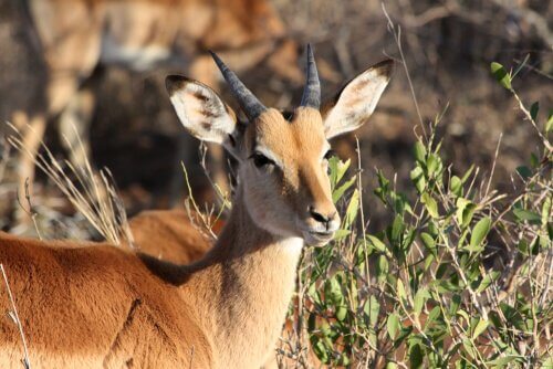 Impala