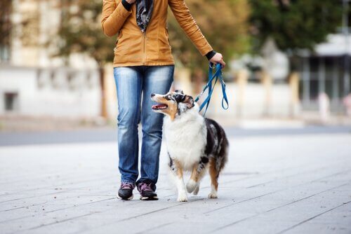 Mulher passeando com seu cachorro