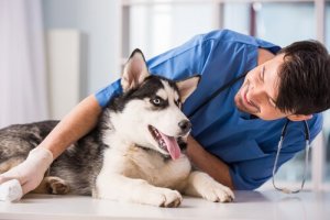 Piometra em cães: sintomas e tratamento