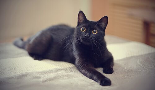 O mito do gato preto