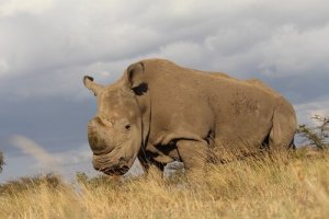 Morre o último rinoceronte branco do Norte macho