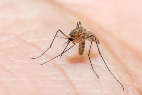Como evitar picadas de mosquito: dicas úteis!