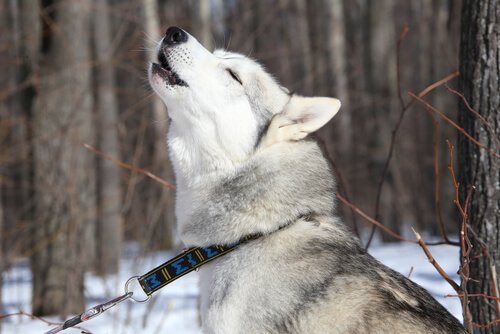 Husky siberiano uiva