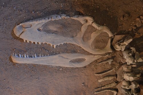 Museu de Dinossauros de Zigong: fóssil de dinossauro