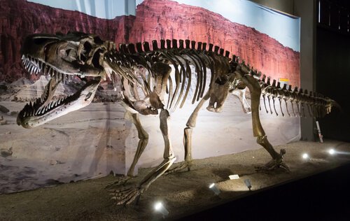 Museu paleontológico Egidio Feruglio: fóssil de dinossauro