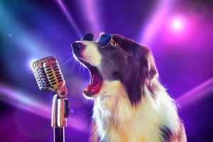 8 músicas que você não conhecia sobre cães