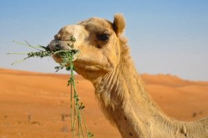 A curiosa alimentação do camelo