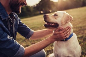 O que é etologia canina?
