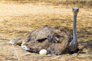 Você sabe quais são os maiores ovos de aves?