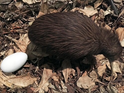 Kiwi com ovo