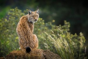 O lince da Península Ibérica: o felino mais ameaçado do mundo