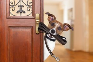 Quer dinheiro extra? Vá passear com cães