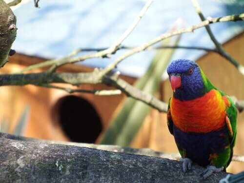 periquito-arco-íris