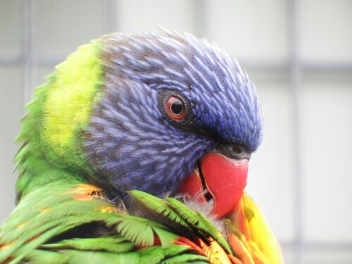 periquito-arco-íris