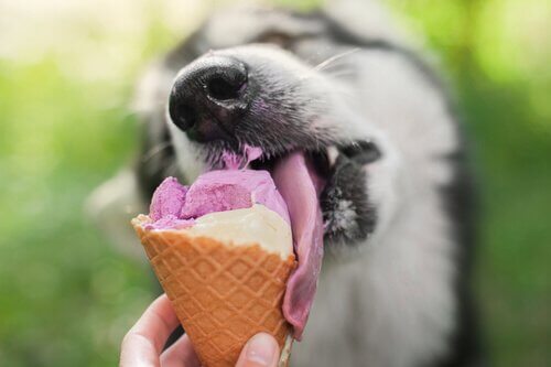 sorvete para cães