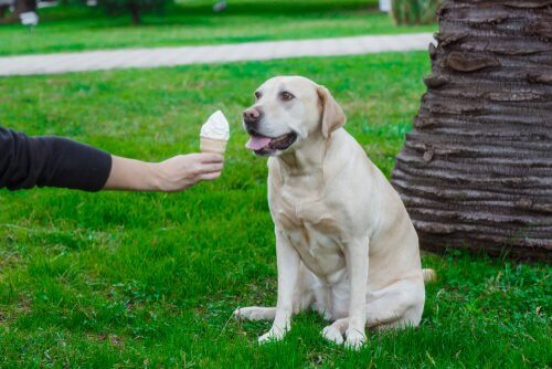 Dona oferecendo sorvete para cachorro