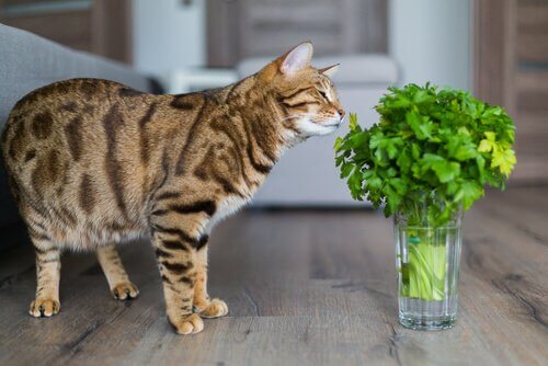 Plantas tóxicas para gatos: gatinho cheirando ramo de coentro